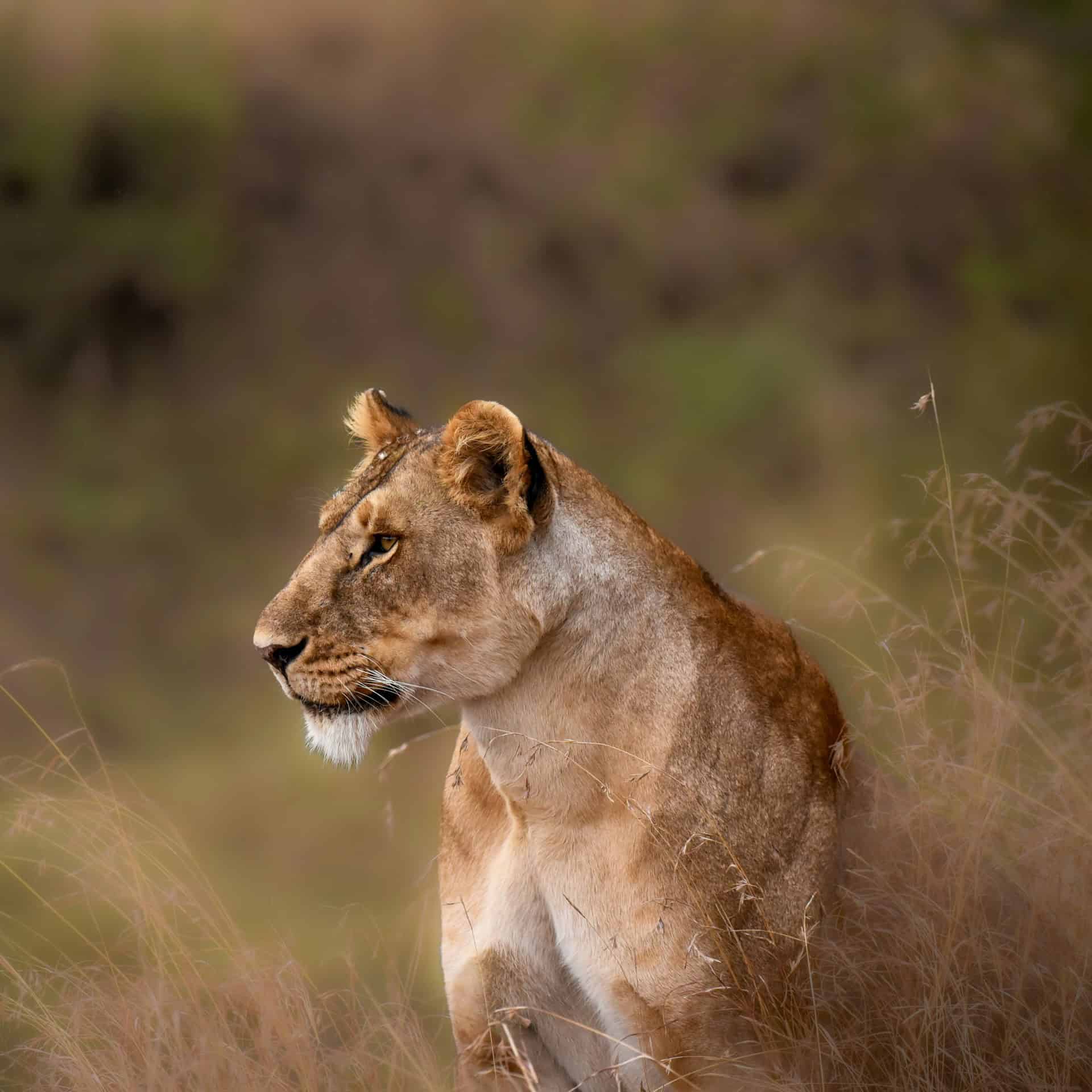 A lion is among the common wildlife seen in the Serengeti of Tanzania (photo: Jeremy Stewardson, Unsplash).
