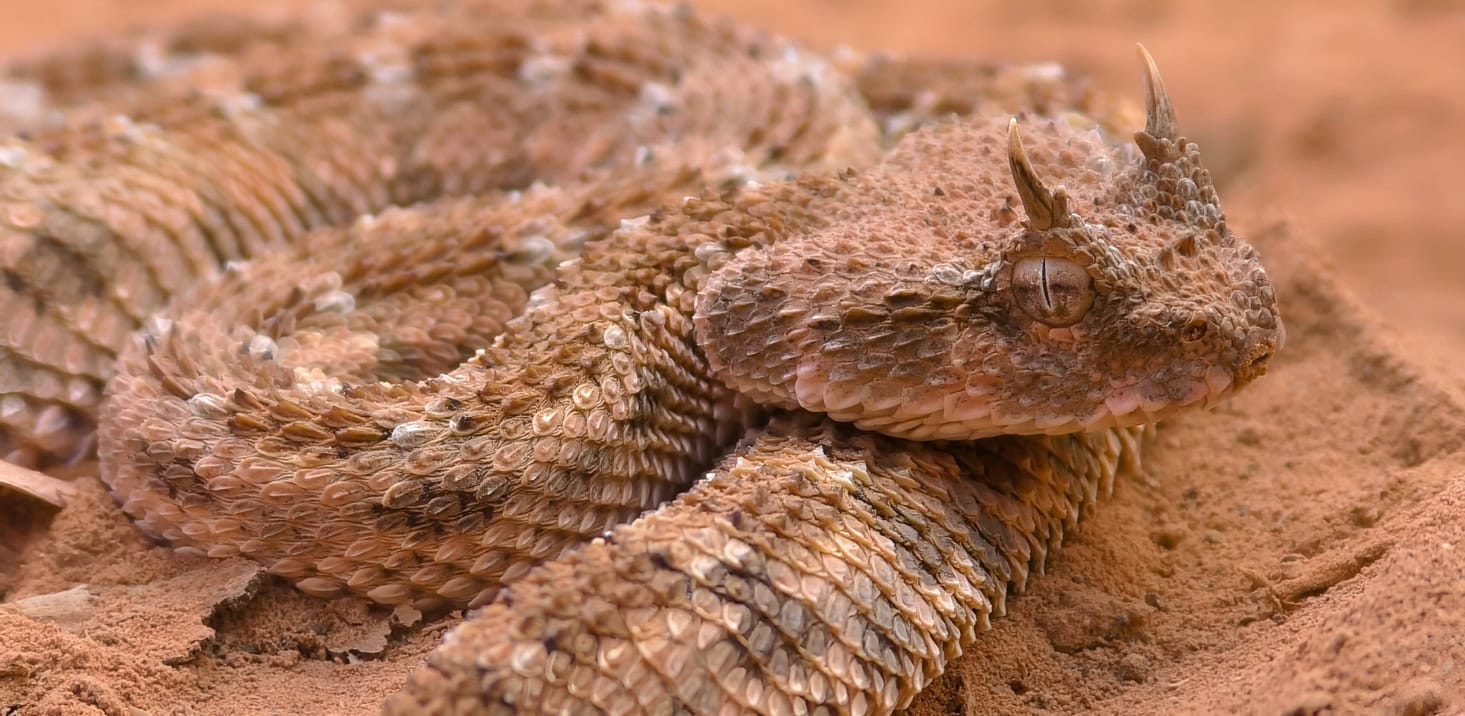 Photograph a Saharan horned viper during a wildlife photography tour in Morocco (photo: Banu R, iStock).