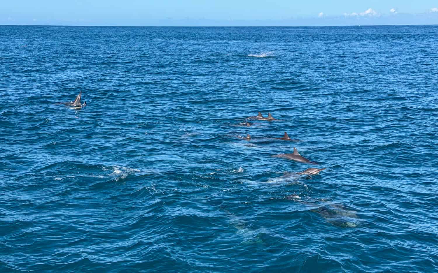 A pod of Hawaiian spinner dolphins.