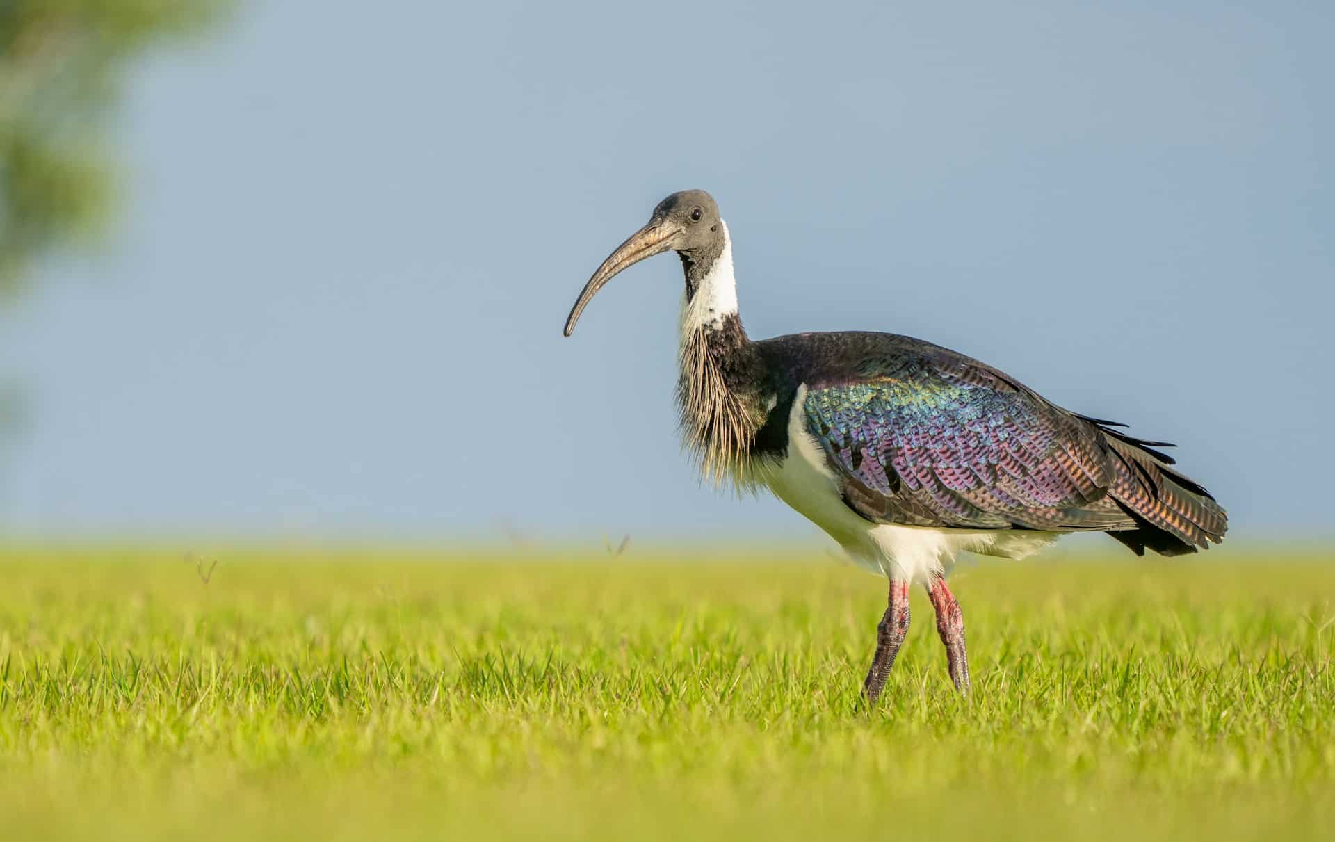 An ibis spotted in Darwin (photo: Bob Brewer, Unsplash).
