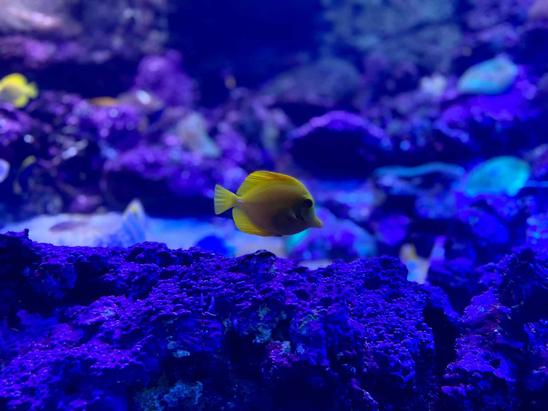 Yellow fish Sydney Aquarium (photo: Yang Li, Unsplash).