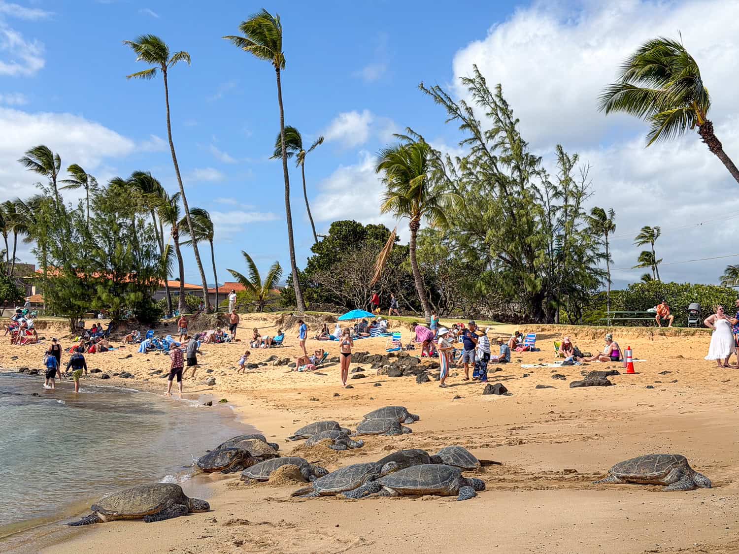 Sea turtles resting on the sand at Poipu Beach in Kauai with palm trees and beachgoers in the background