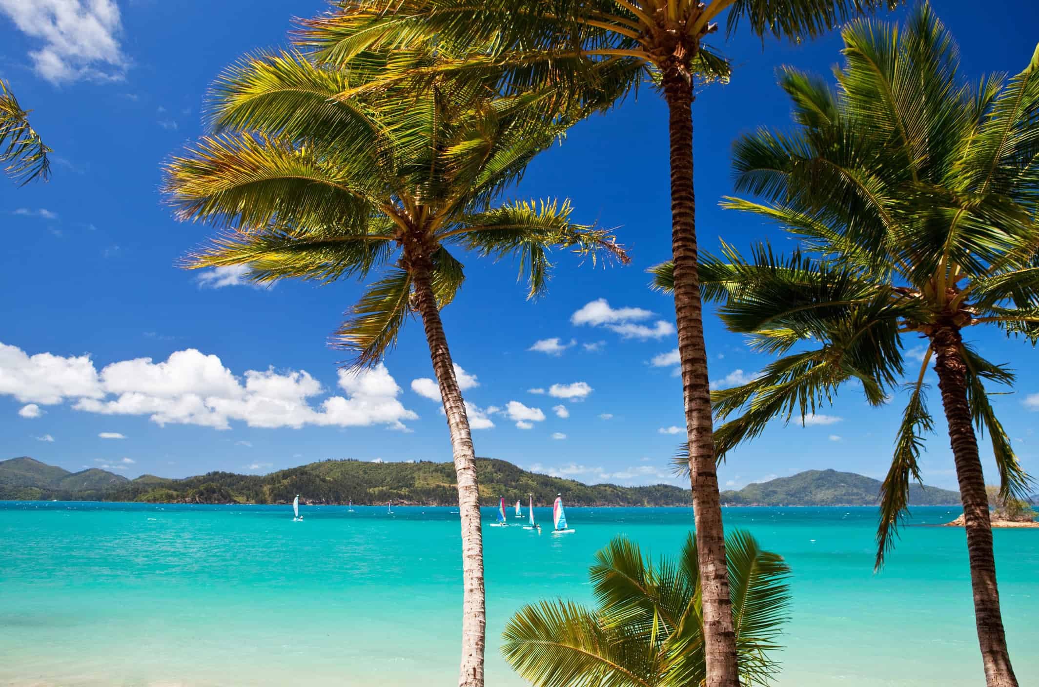 Palm trees and turquoise water at Catseye Beach on Hamilton Island