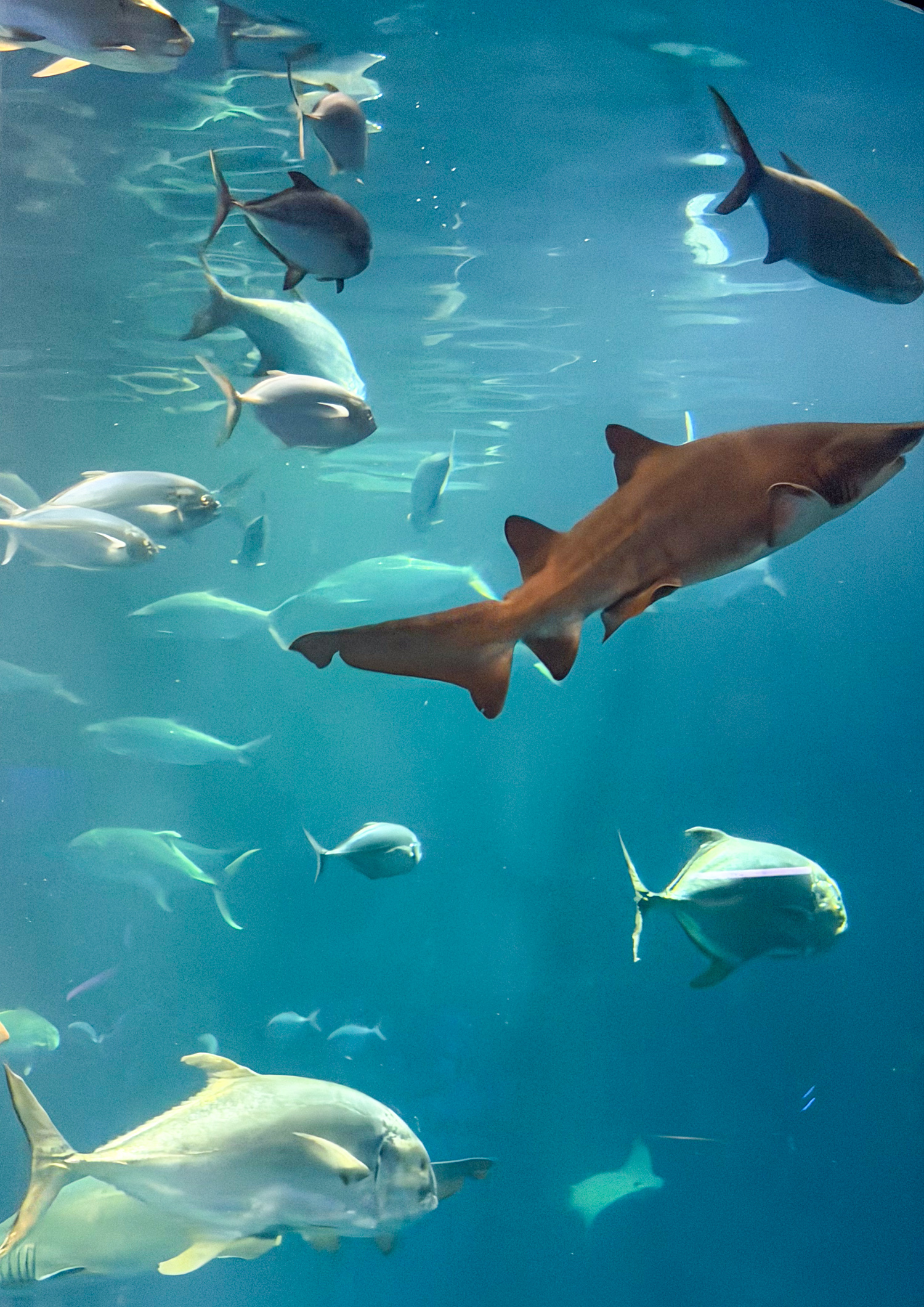 Shark swimming among fish in the Great Ocean Tank at the South Carolina Aquarium.