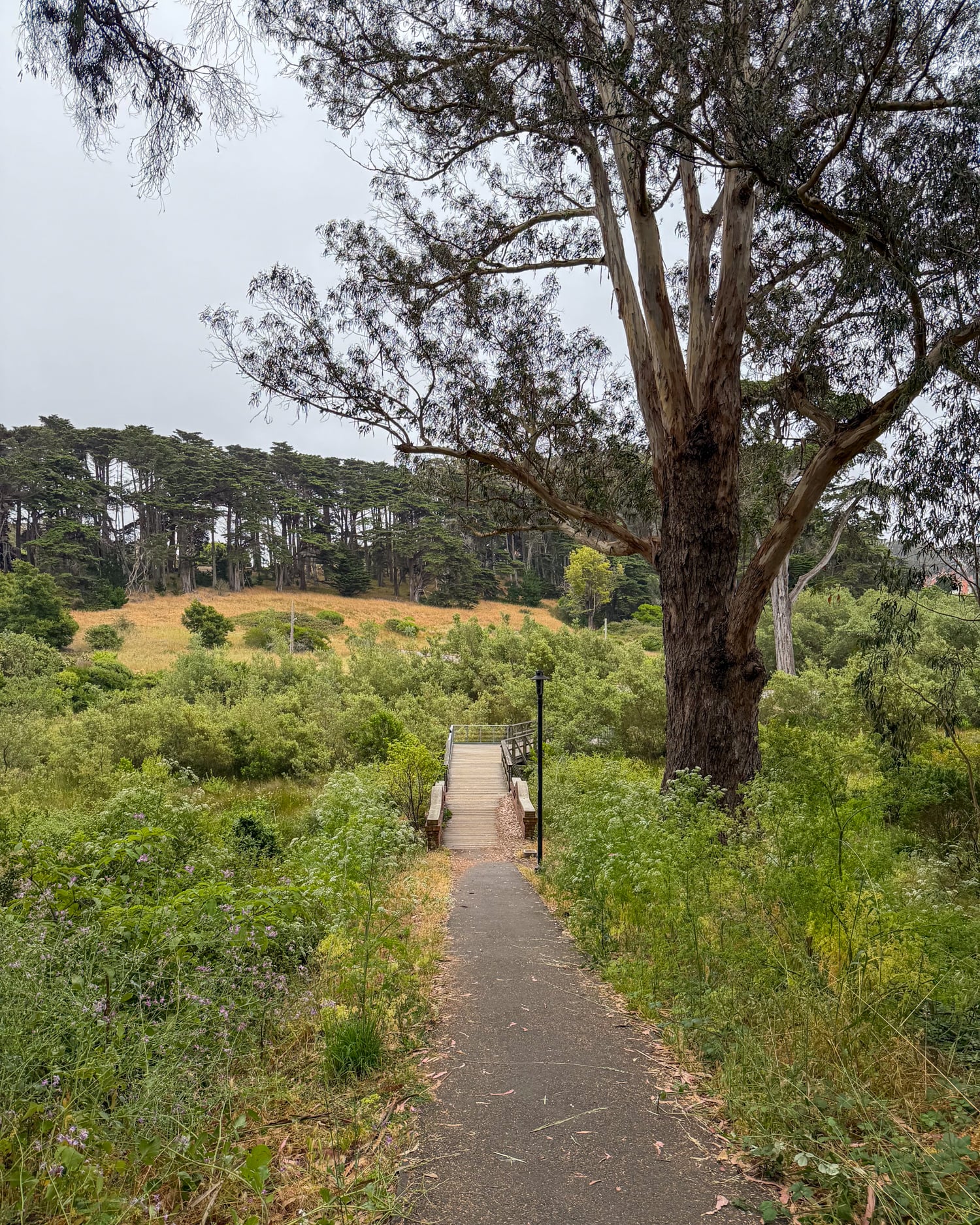 Lovers' Lane trail winding through trees in the Presidio