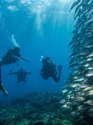 Scuba divers swimming beside a large school of silver fish above a coral reef in Koh Tao.