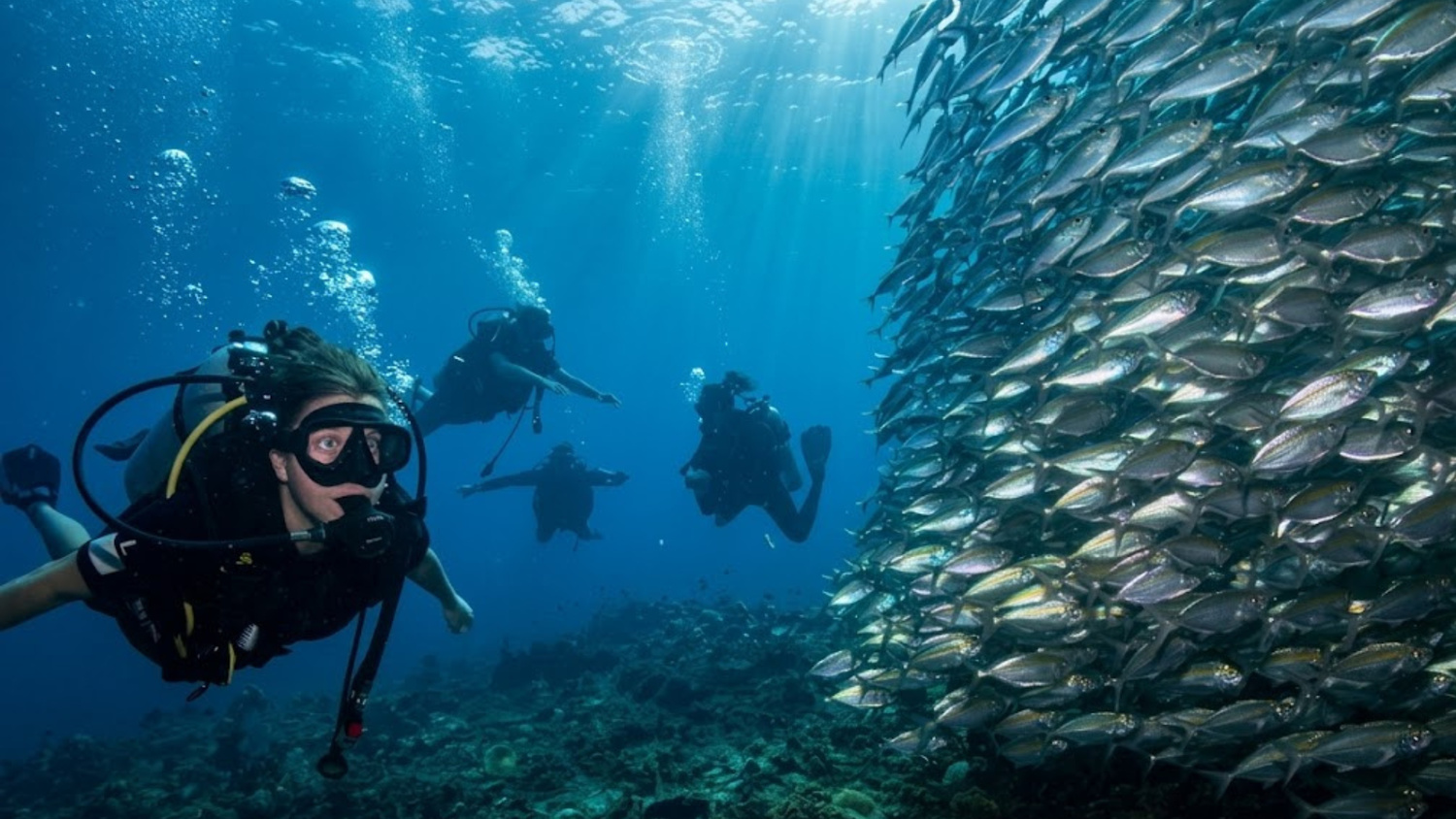 Scuba divers swimming beside a large school of silver fish above a coral reef in Koh Tao.