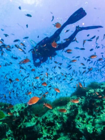Scuba diver swimming above a coral reef surrounded by fish near Koh Tao, Thailand.