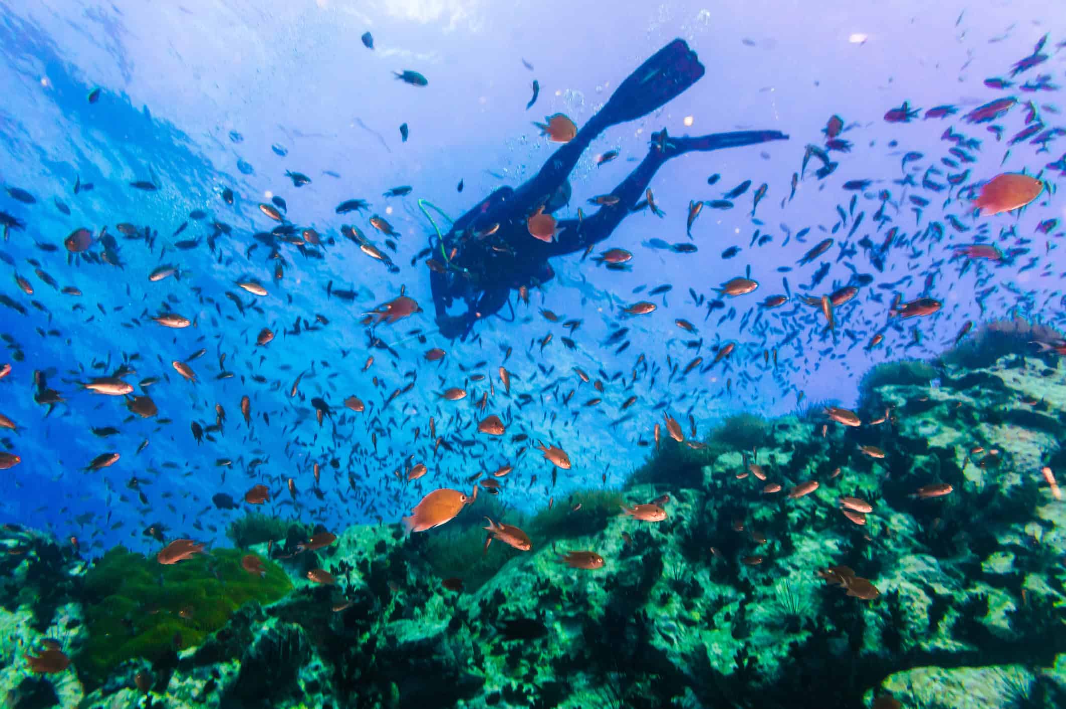 Scuba diver swimming above a coral reef surrounded by fish near Koh Tao, Thailand.