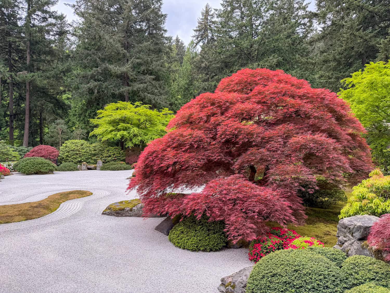 Red Japanese maple beside a raked gravel garden at Portland Japanese Garden.